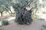 holyland - 101